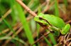 Green Tree Frog