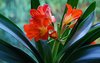 clivia