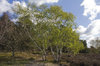Fresh birch leaves