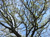 spring tree