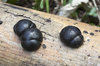 Black fungus