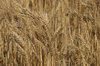 agriculture