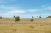 agriculture