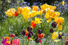 Spring flowers