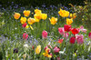 Spring flowers