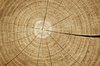 cracked wood texture