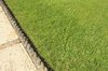 Edge of a grass lawn