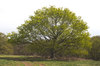 Fresh green tree