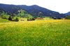 spring landscape