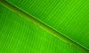 Banana leaf