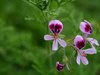 Pelargonium