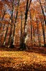 Autumn Forest