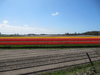 Flower bulbs.