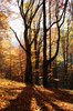 Autumn Forest
