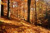 Autumn Forest