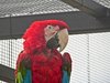 red-and-green macaw