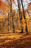 Autumn Forest