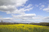 Yellow crop