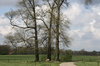 some trees along a sandy path