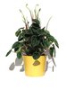 peperomia lilian