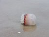 Jelly fish