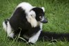 Lemur