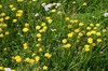 Wild flowers