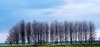 Dutch Windbreak