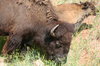 Buffalo