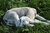 Lamb