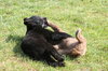 Bear cub