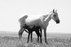 nursing colt