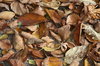 Leaves