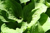 Hastas