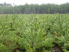 Pine coppice