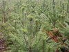 Pine coppice
