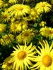 Just Yellow..... part2