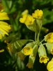 Just Yellow..... part2