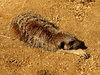 Meerkats