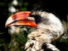 Kind of bird