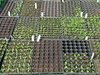 organic seedlings
