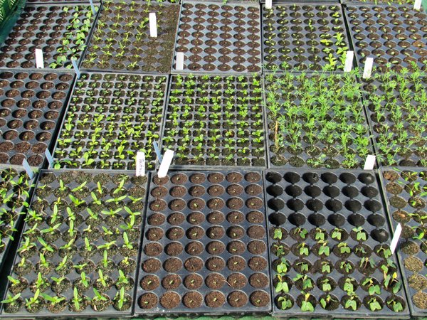 Several trays of seedlings, viewed from above.