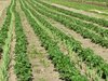 organic strawberry plants