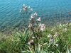 mediterranean flowers