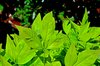 Nandina Bush