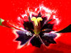 Heart of a tulip
