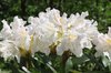 White rhododendron
