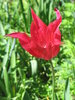 red tulip