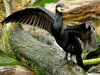Great Cormorant