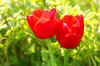 tulips from my garden